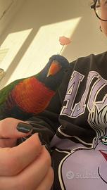 Lorichetto Arcobaleno + Voliera e accessori