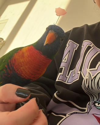 Lorichetto Arcobaleno + Voliera e accessori