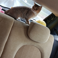 Scottish straight femmina