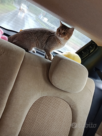 Scottish straight femmina