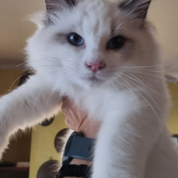 Cucciolo ragdoll con pedigree