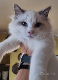 Cucciolo ragdoll con pedigree