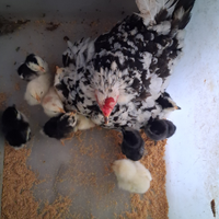 Chioccia con pulcini americani