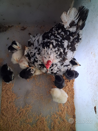 Chioccia con pulcini americani