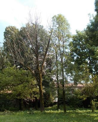 Terreno recintato mq 6000