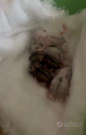 Cuccioli di criceto