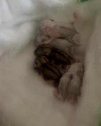 Cuccioli di criceto