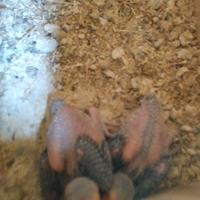 Pulli di parrocchetto dal colore