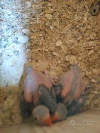 Pulli di parrocchetto dal colore