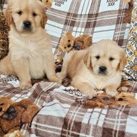 Golden retriever con pedigree