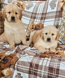 Golden retriever con pedigree