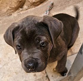 Splendida cucciola di cane corso