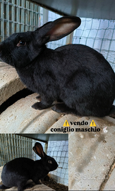 Coniglio maschio stallone