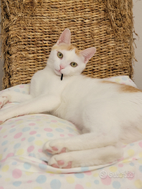 Gattino 1 anno - Fiv Felv negativo