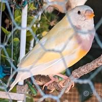 4 gould e passero del giappone balia