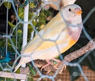 4 gould e passero del giappone balia