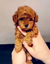 Barboncini toy e mini toy