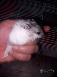 Criceto
