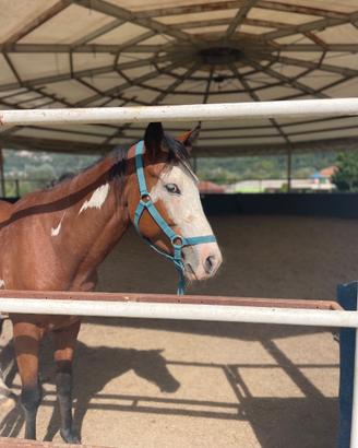 Cavallo paint