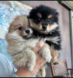 Pomerania mini toy