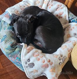 Cucciolo di pitbull 3 mesi