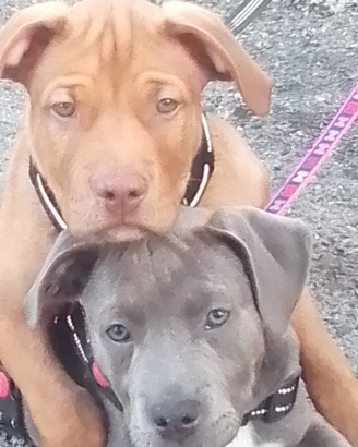 Pitbul
