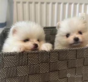 Spitz tedesco nano volpino cucciolo