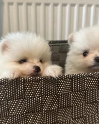 Spitz tedesco nano volpino cucciolo