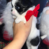 Chihuahua miny toy