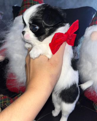 Chihuahua miny toy
