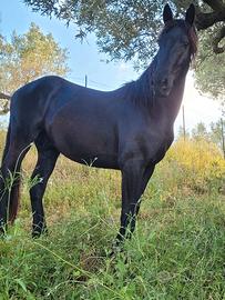 Cavallo frisone