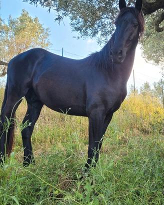 Cavallo frisone