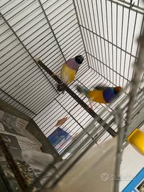 Coppia di diamanti di gould