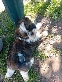Shih tzu