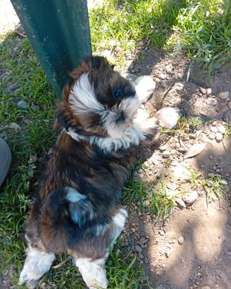 Shih tzu