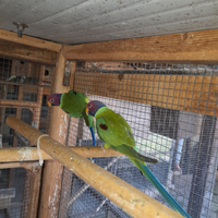 Parrocchetto testa di prugna