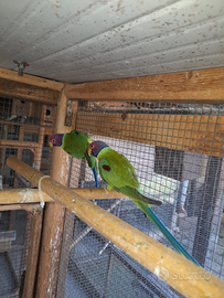 Parrocchetto testa di prugna