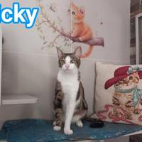 Affettuoso gattino da adottare, MICKY