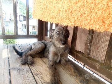 Cucciolo di 4 mesi spinone-lagorai