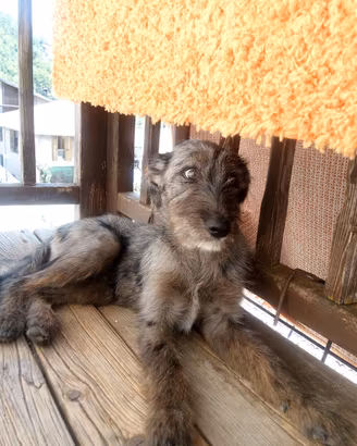 Cucciolo di 4 mesi spinone-lagorai
