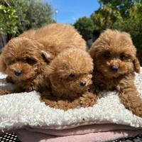 Barboncino toy e minitoy