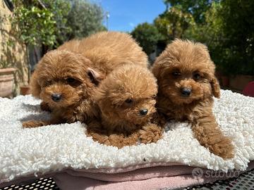 Barboncino toy e minitoy