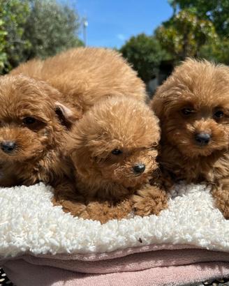 Barboncino toy e minitoy