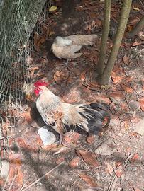 Gallo