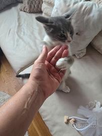 Gattina