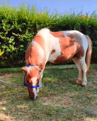Pony