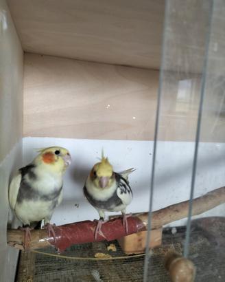 Disponibili calopsiti