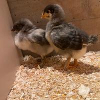 Coppia pulcini maschi Olive Egger