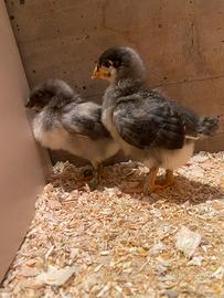 Coppia pulcini maschi Olive Egger