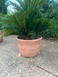 cycas